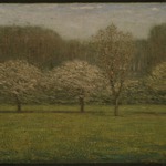 Apple Blossoms