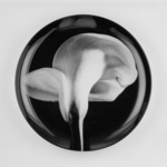 Plate, "Calla Lily"