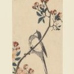 Chickadee on Cherry Branch