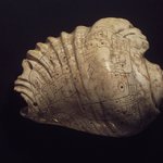 Incised Strombus-Shell Trumpet